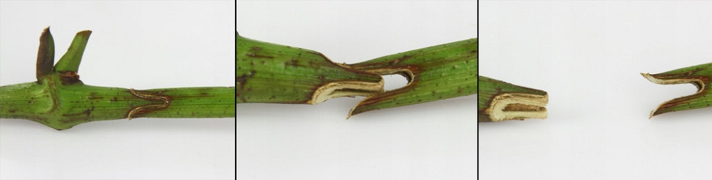 Садовый секатор ручной прививочный с запасными лезвиями и чехлом Mar-Pol (M83003) Нововолынск - изображение 7