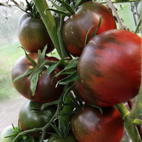 Томат Чорний принц 0,1гр WestGard Житомир