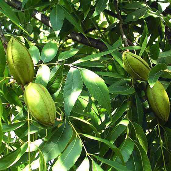 Саженцы пекана Cape Fear (Кейп Фир) - 2-летний Черновцы