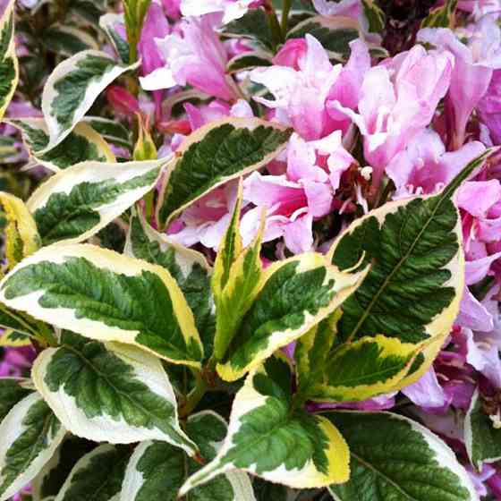 Саженцы вейгелы Nana Variegata (пестролистная) (черенкованный) Черновцы