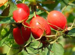 Плоди шипшини (Плоды шиповника) 100г master sem Киев - изображение 4