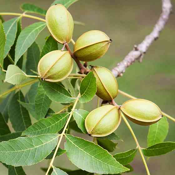 Саженцы пекана Weihita (Вишита) - 3-летний Черновцы