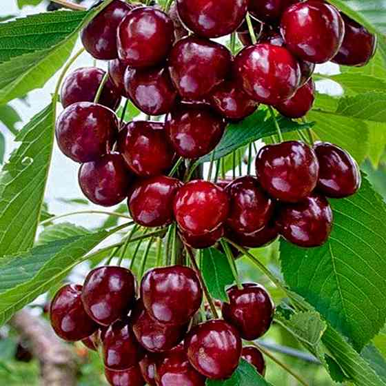 Саженцы колоновидной черешни Хелена (привитая) - 1-летний Черновцы