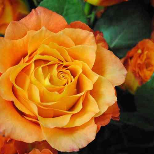 Саджанці троянд Келлі (привитий) - 2-річний Чернівці