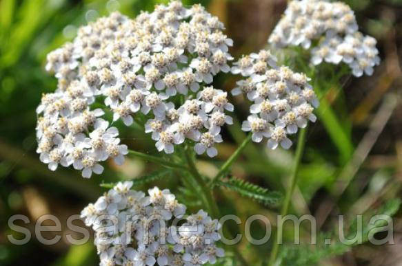 Тысячелистник обыкновенный трава, деревий (пак/50грамм) Харьков - изображение 2