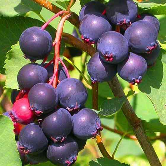 Саженцы ирги Мэнден - 1-летний Черновцы