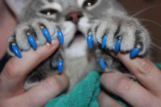 Антицарапки для кошек, накладные колпачки S 2.5-4 кг Киев