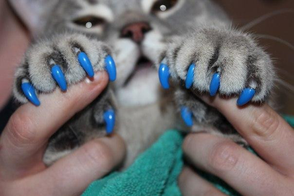 Антицарапки для котів S (2.5-4 кг) пластикові накладки Київ - фото 1