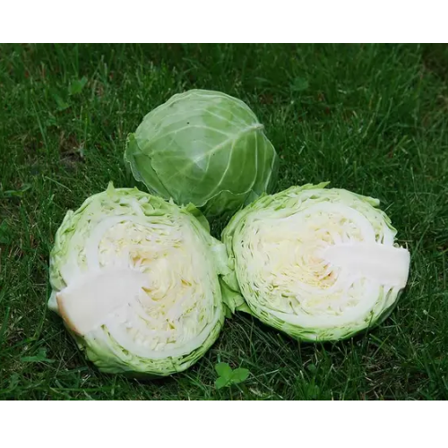 Капуста білоголова Голден Бол F1 супер-рання 20шт Професійне насіння Житомир