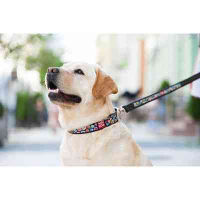 Ошейник для животных WAUDOG Design с QR паспортом "Пончики" Ш 25 мм Д 38-49 см черный (37131) Винница