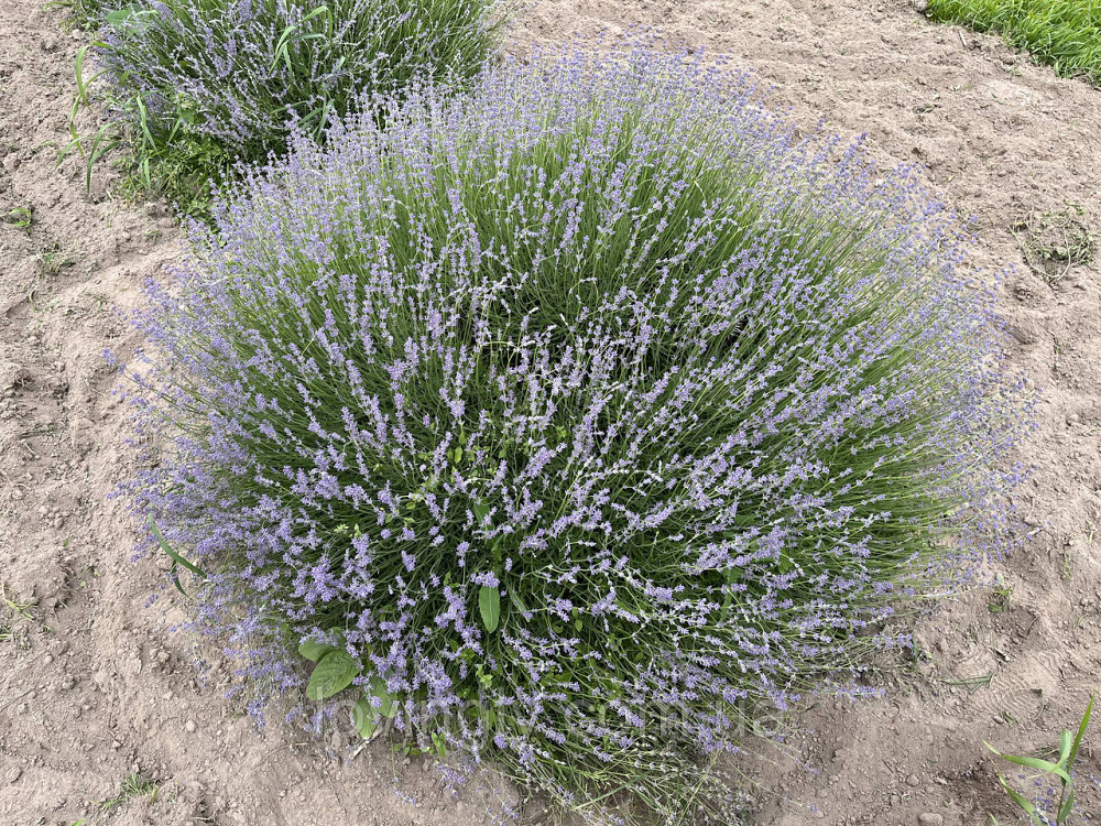 Трехлетние саженцы лаванды английской , сформированные кусты до 40 см Ирпень - изображение 8