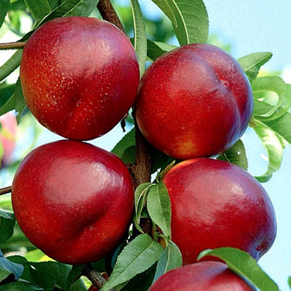 Саженцы колоновидного нектарина Фантазия (привитый) Черновцы - изображение 1