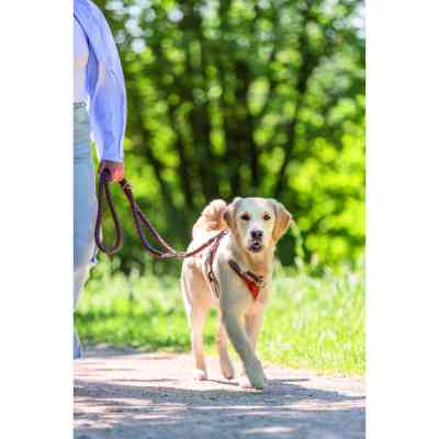 Ошейник для животных Trixie Cavo полуудавка S–M 35–41 см d 12 мм рыже-графитовая (4053032678279) Винница