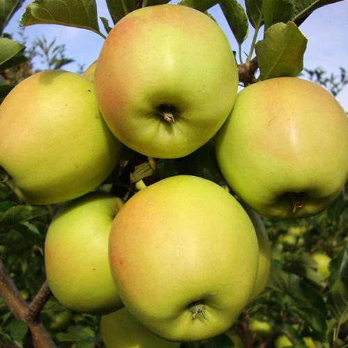 Саджанці яблуні Золотий Делікатес (привитий) - 2-річний Чернівці - фото 1