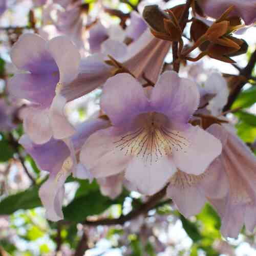 Саджанці павловнії Томентоза (черенкований) - 2-річний Чернівці