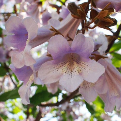 Саджанці павловнії Томентоза (черенкований) - 2-річний Чернівці - фото 1