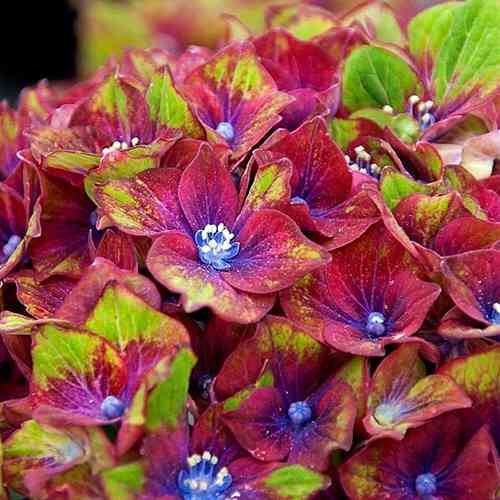 Саджанці гортензії Шлосс Вакербарт (черенкований) - 2-річний Чернівці