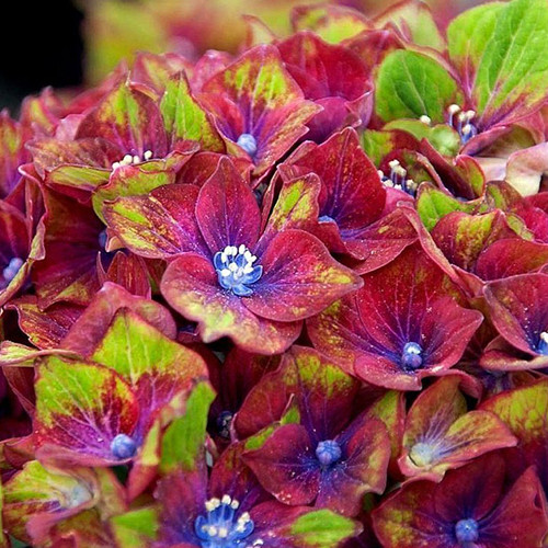 Саджанці гортензії Шлосс Вакербарт (черенкований) - 2-річний Чернівці - фото 1