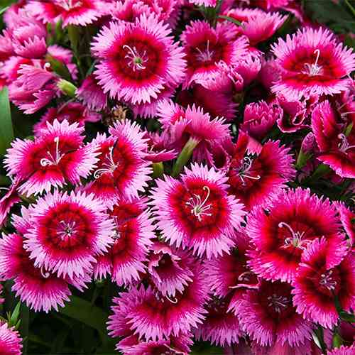 Саджанці гвоздики Китайська Рожева (черенкований) - 2-річний Чернівці