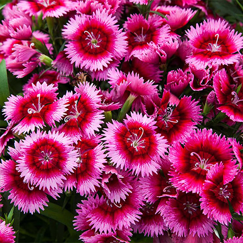 Саджанці гвоздики Китайська Рожева (черенкований) - 2-річний Чернівці - фото 1