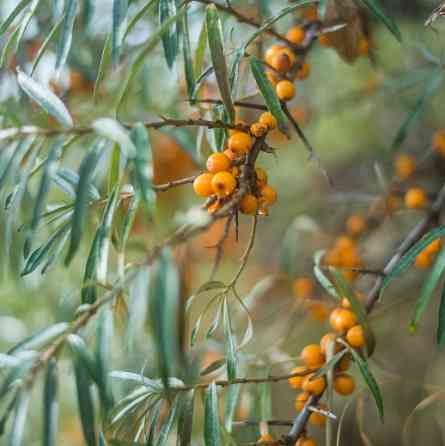 БИО-Маска-реконструктор волос Облепиха Logona 150 мл Киев