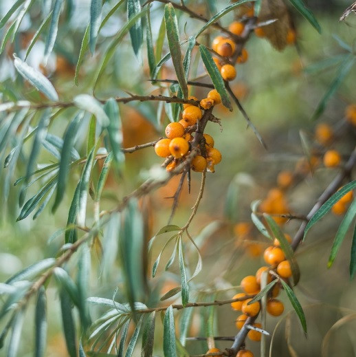 БІО-Маска-реконструктор волосся Обліпиха Logona 150 мл Київ - фото 3