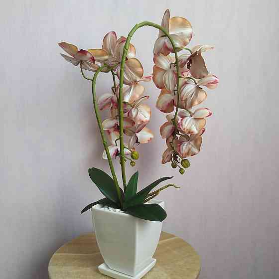 Штучна латексна орхідея VIP у білому керамічному кашпо на дві гілки кремово-бордова. Дніпро