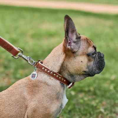 Ошейник для животных WAUDOG Soft с QR паспортом металлические украшения XS коричневый (7195) Винница