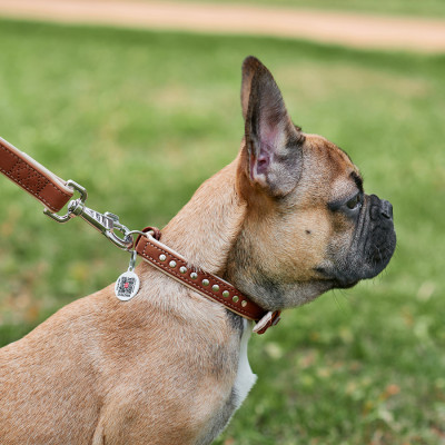 Ошейник для животных WAUDOG Soft с QR паспортом металлические украшения XS коричневый (7195) Винница - изображение 5