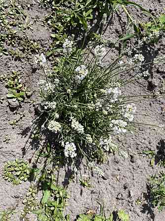 Дворічні кущики низькорослої лаванди білого кольору сорту Nana Alba Ірпінь