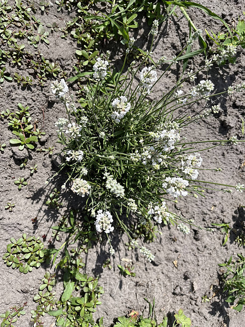 Дворічні кущики низькорослої лаванди білого кольору сорту Nana Alba Ірпінь - фото 2