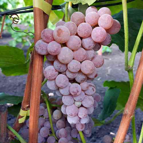 Cаджанці винограду Рілайнс Пінк Сідліс (черенкований) - 2-річний Чернівці