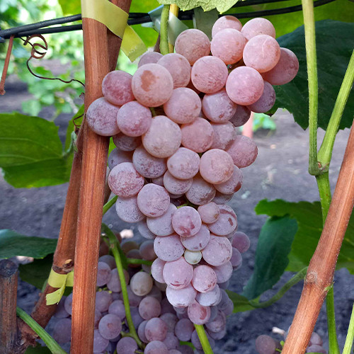 Cаджанці винограду Рілайнс Пінк Сідліс (черенкований) - 2-річний Чернівці - фото 1