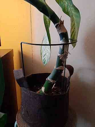 Набор садовых ограждений-подпорок 3 шт для поддержки растений, цветов, саженцев, рассады размер 25х40 см Каменец-Подольский