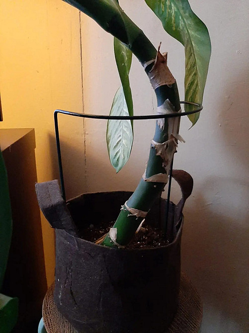 Набір садових огорож-підпірок 3 шт для підтримки рослин, квітів, саджанців, розсади розмір 25х40 см Кам'янець-Подільський - фото 3