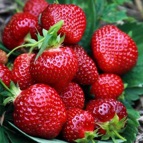 Саджанці полуниці Флер (10 штук) - 1-річний Чернівці