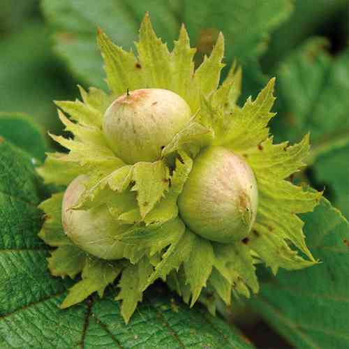 Саженцы фундука Обильный - 2-летний Черновцы