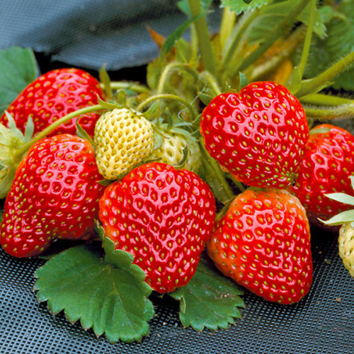 Саджанці полуниці Проф'южен (ремонтантна) - 1-річний Чернівці - фото 1