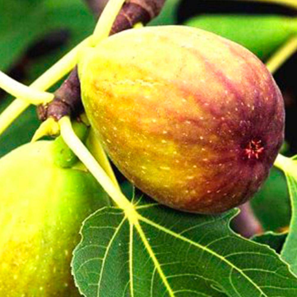 Саженцы инжира Полосатый Панч (черенкованный) - 2-летний Черновцы - изображение 1