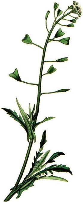 Пастушья сумка, 100г. MasterSEM Киев - изображение 1