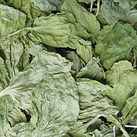 Подорожник великий (Подорожник большой)100г master sem Киев - изображение 1