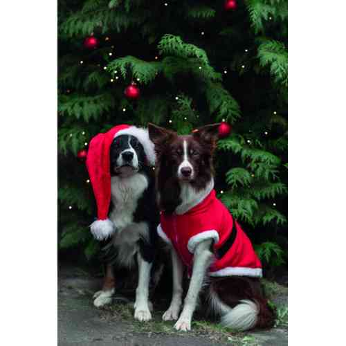Попона Trixie для собак Рождественская Санта красная полиэстер М 62х45 см Киев
