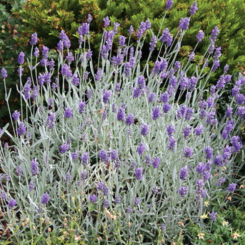 Саджанці лаванди Сільвер Міст (черенкований) - 2-річний Чернівці - фото 1