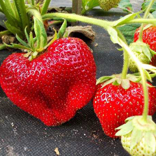 Саджанці полуниці Супрім (ремонтантна) - 1-річний Чернівці - фото 1