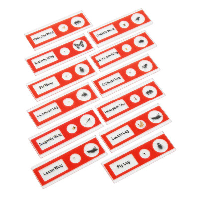 Набір мікропрепаратів Sigeta Entrance Будова комах (12 шт) (65122) Вінниця - фото 4