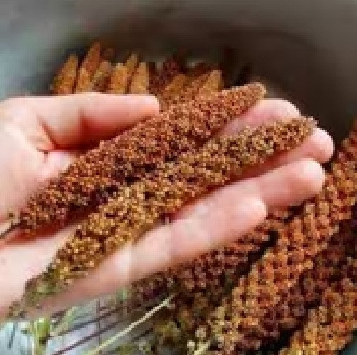 Чумиза в колосках для канареек, попугаев и других декоративных и певчих птиц - уп.50г (4 колоска) Змиев - изображение 2