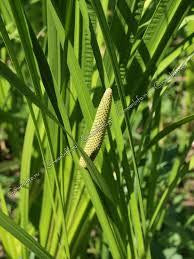 Корінь аїра болотяного (Корень аира болотного)100г master sem Киев - изображение 4