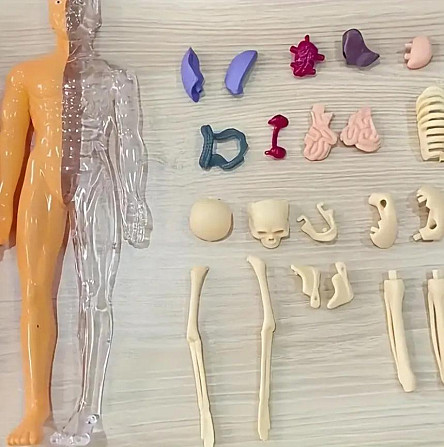 Анатомическая модель человека из 30 частей, высота 28 см Учебный STEM-набор со съемными органами и к Киев - изображение 3