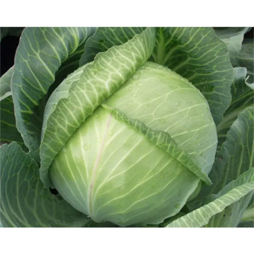 Капуста білоголова Ярославна 1гр Смачний Житомир - фото 2