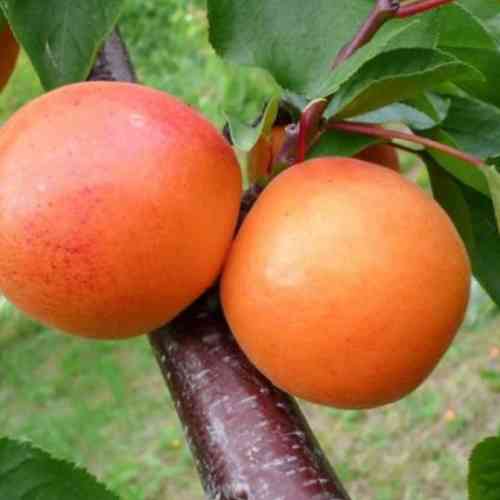 Саженцы абрикоса Форум (привитый) - 2-летний Черновцы